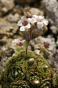 Saxifraga pubescens subsp. iratiana. Foto: M. Rser